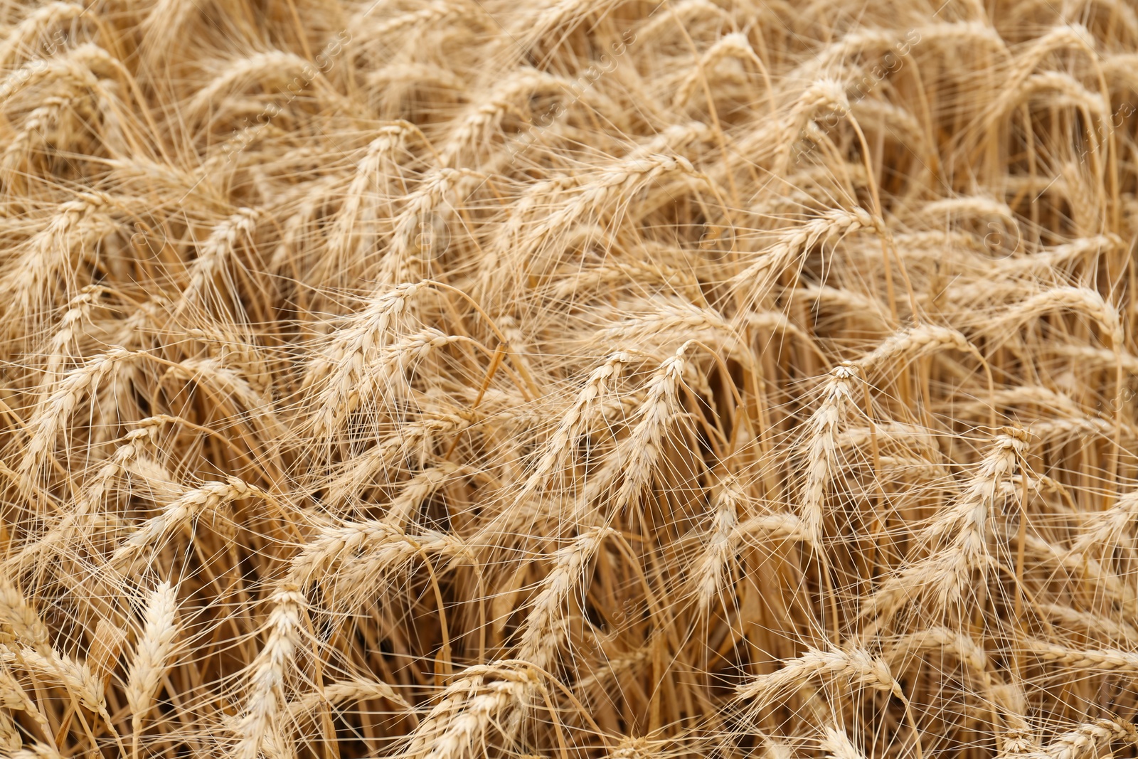 Photo of Ripe wheat spikes in agricultural field, closeup