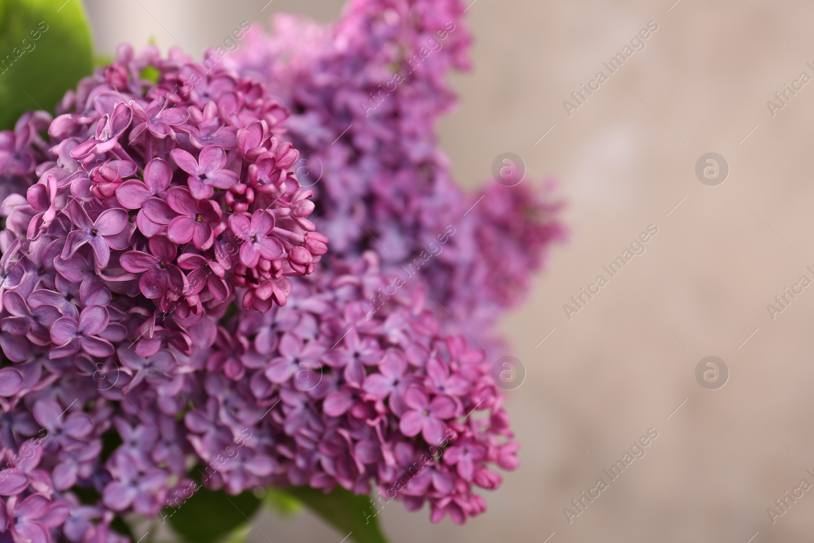 Photo of Beautiful blooming lilac flowers against blurred background, closeup. Space for text