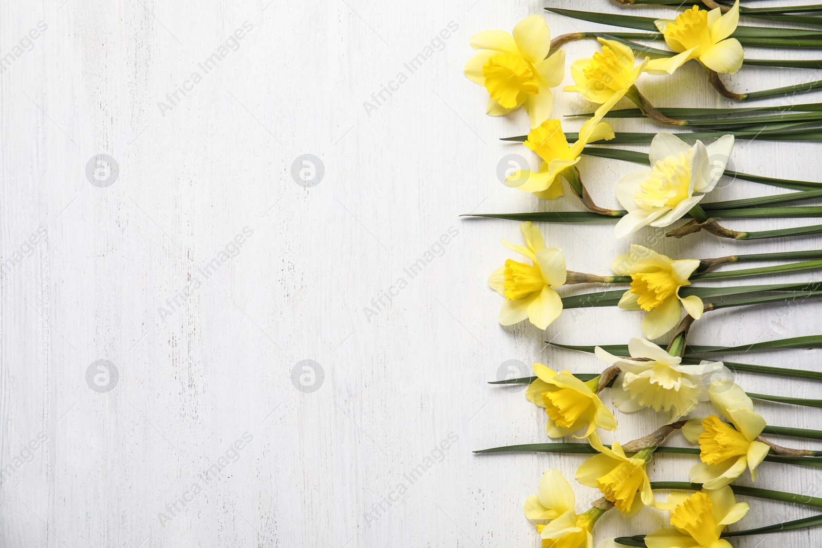 Photo of Flat lay composition with daffodils and space for text on white wooden background. Fresh spring flowers