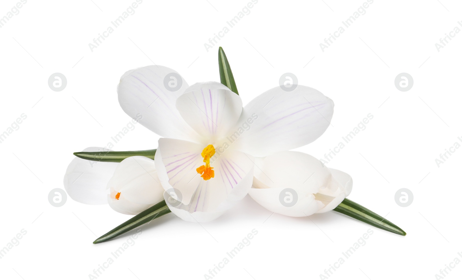 Photo of Beautiful fresh crocus flowers on white background