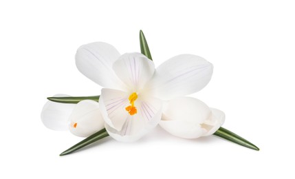 Beautiful fresh crocus flowers on white background