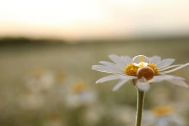 Photo of Beautiful chamomile flower with drops outdoors, closeup. Space for text
