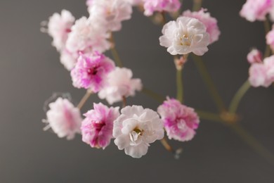 Beautiful dyed gypsophila on dark grey background, closeup