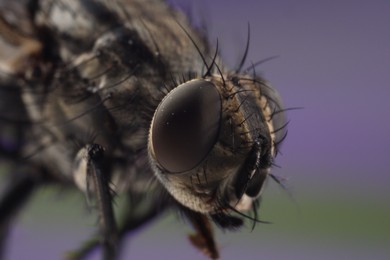 Macro view of black house fly on blurred background
