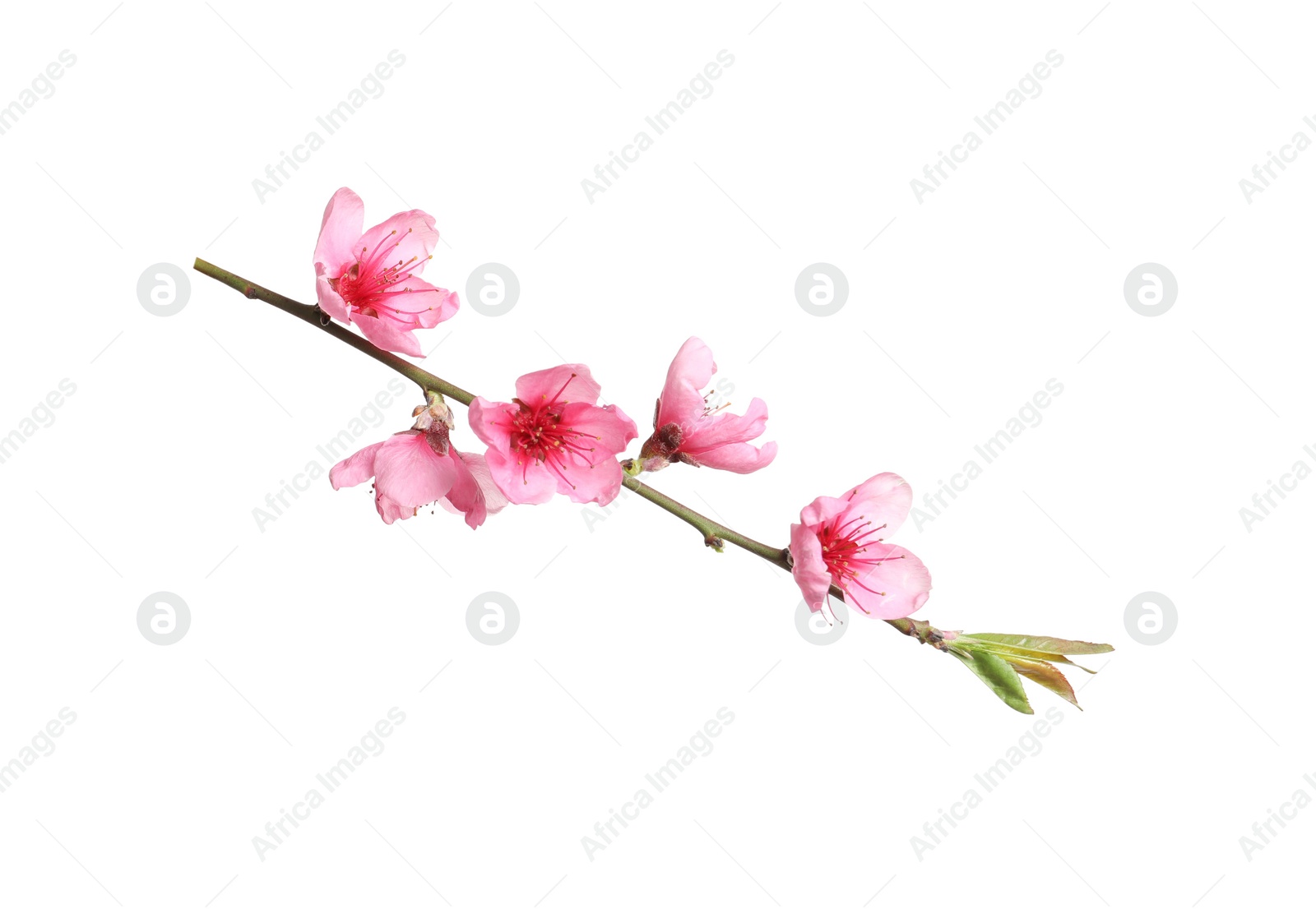 Photo of Beautiful sakura tree branch isolated on white