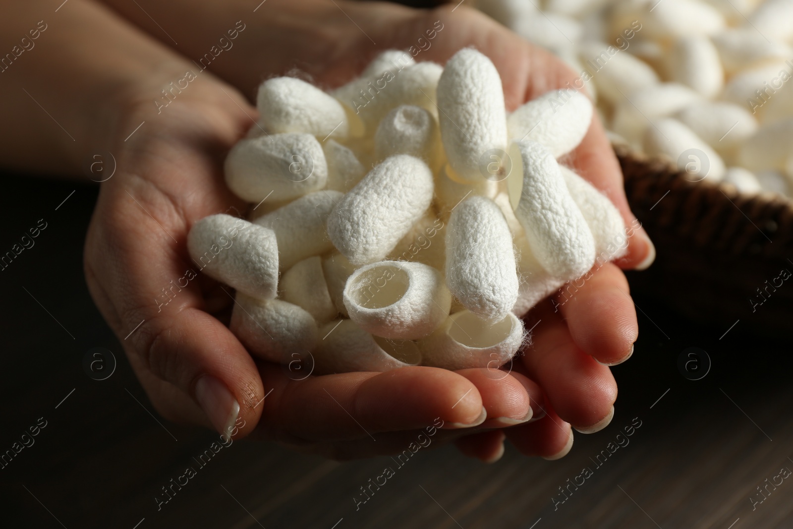 Photo of Woman holding white silk cocoons over wooden table, closeup