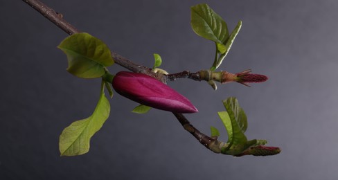 Magnolia tree branches with beautiful flower on dark background