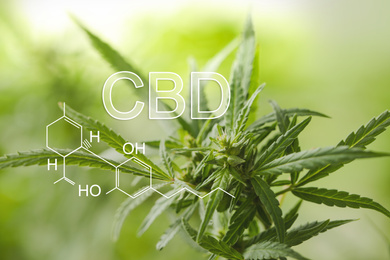 Image of Closeup view of green hemp plant and CBD formula