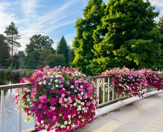 Photo of View of beautiful flowers on bridge over water