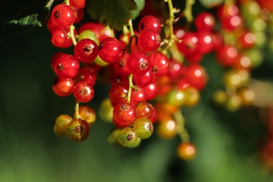 Photo of Closeup view of red currant bush with ripening berries outdoors on sunny day