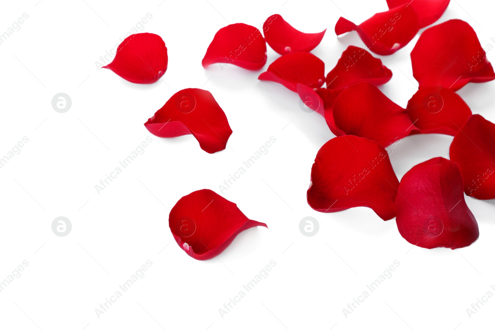 Photo of Fresh red rose petals on white background