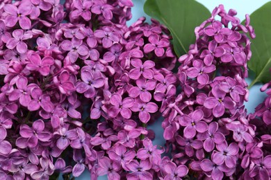 Closeup view of beautiful lilac flowers as background