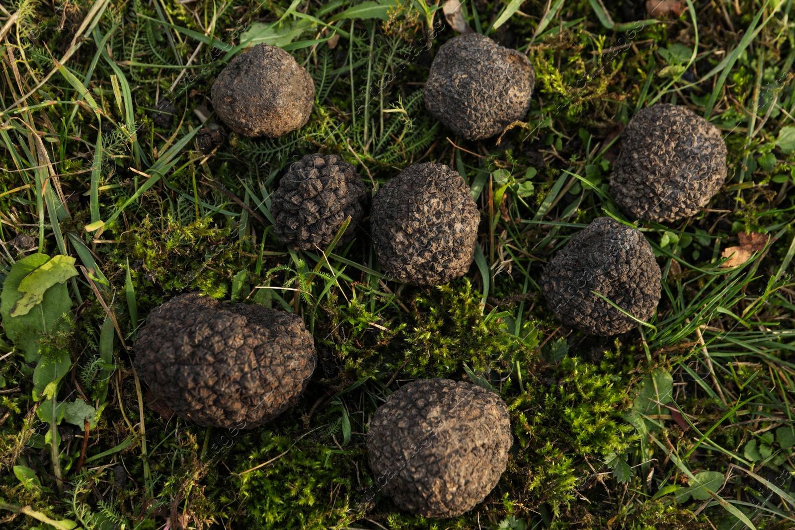 Photo of Fresh truffles on green grass, closeup view