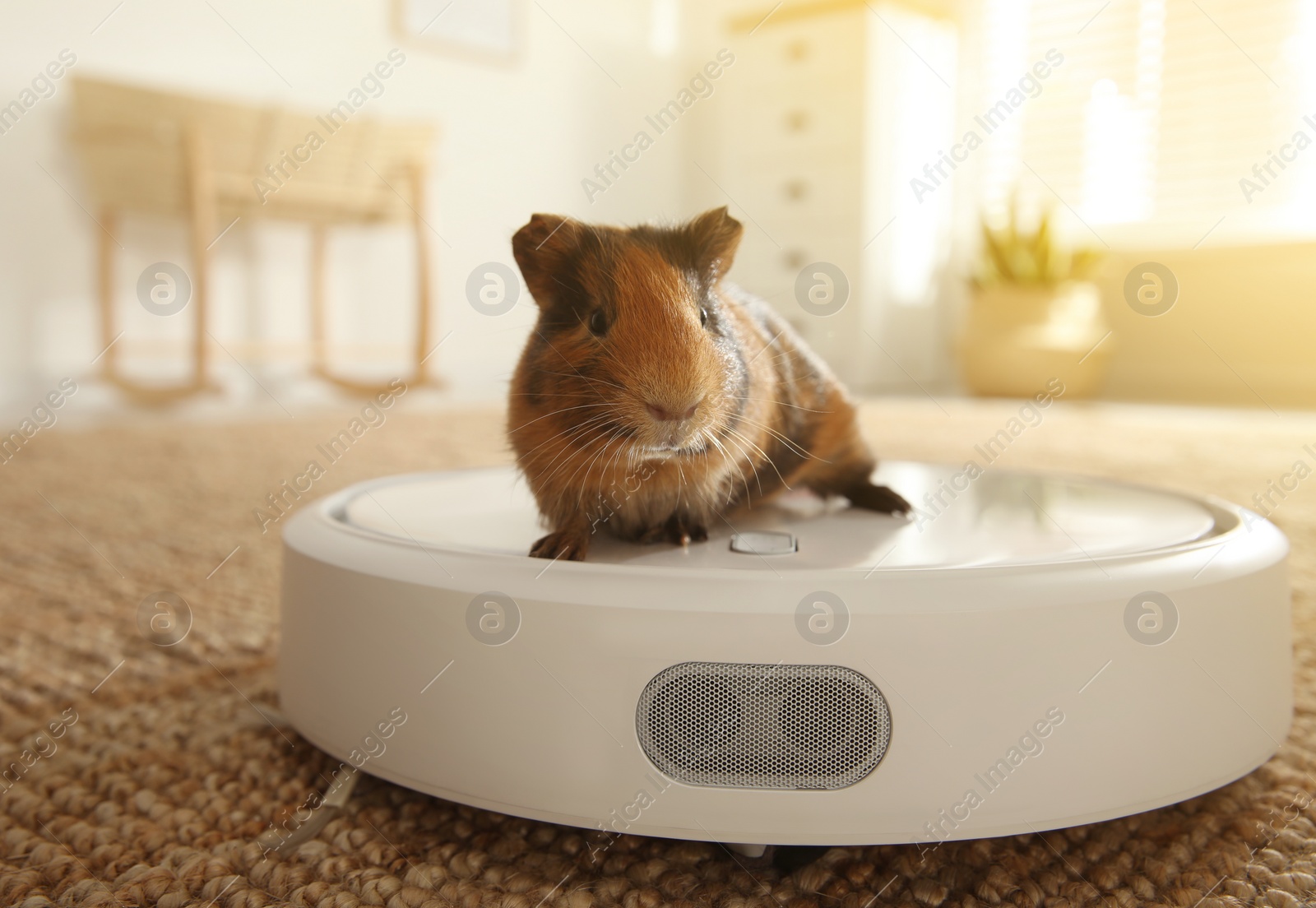 Photo of Modern robotic vacuum cleaner and guinea pig on floor at home