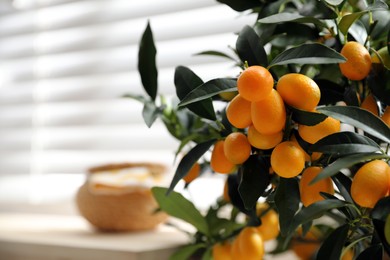 Photo of Kumquat plant with fruits on window sill, closeup