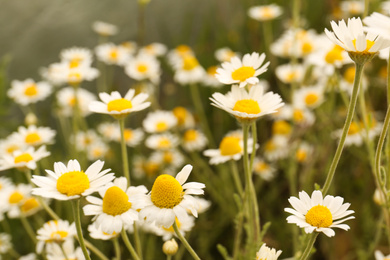 Beautiful chamomile flowers growing in field, closeup