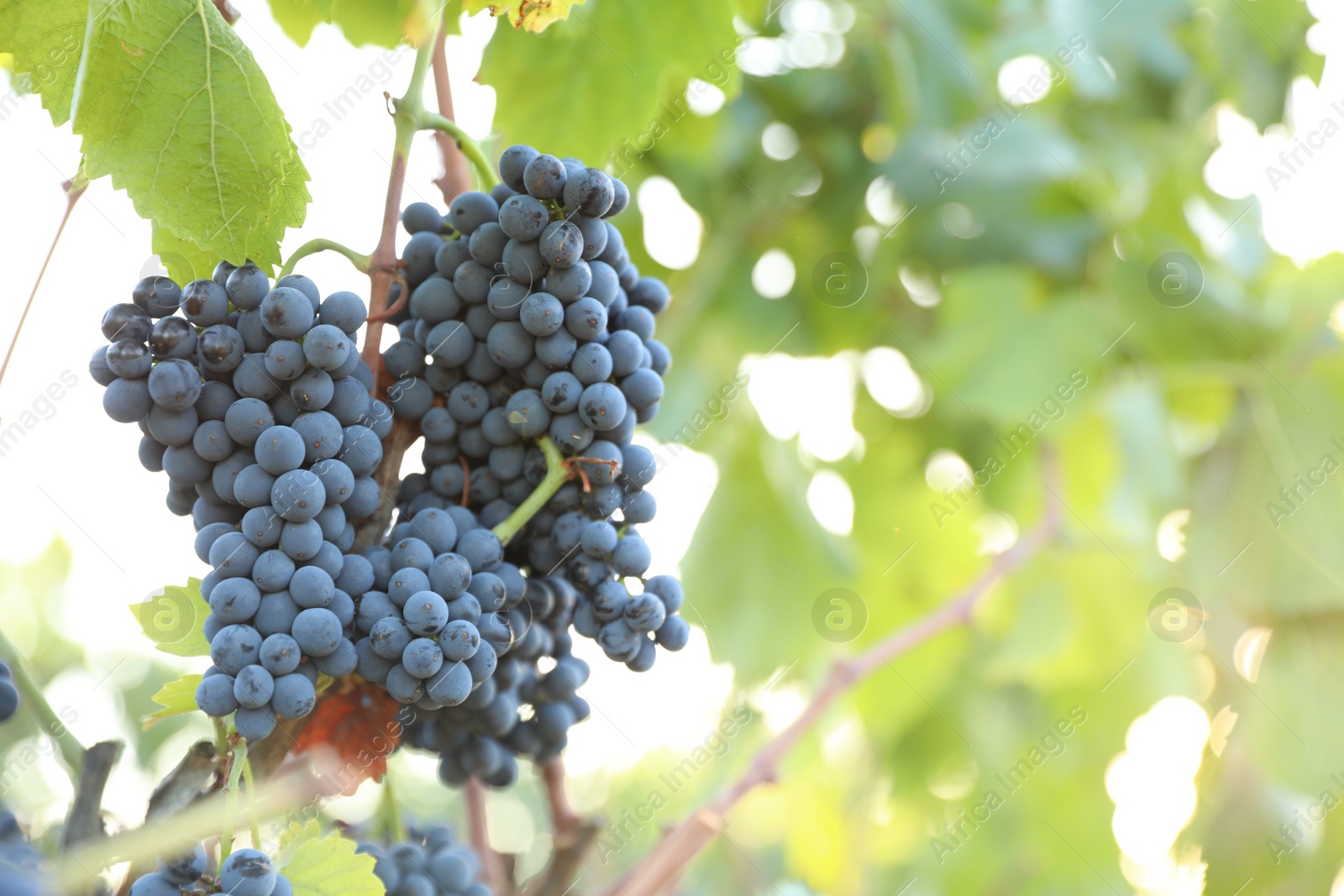 Photo of Delicious ripe grapes in vineyard. Harvest season