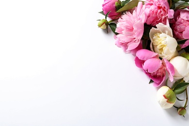 Fragrant peonies on white background. Beautiful spring flowers