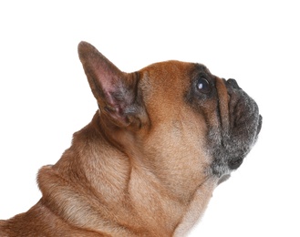 Cute French bulldog on white background. Funny pet