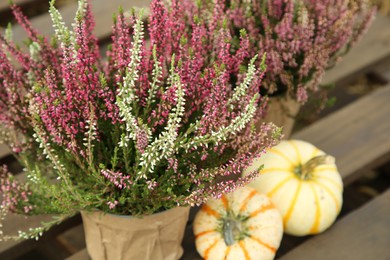 Beautiful heather flowers in pots and pumpkins on wooden pallet outdoors, closeup