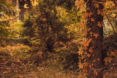 Beautiful view of forest on autumn day