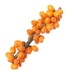 Sea buckthorn branch with ripe berries on white background