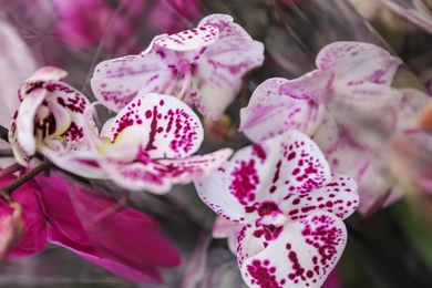 Photo of Beautiful blooming tropical orchid on blurred background, closeup