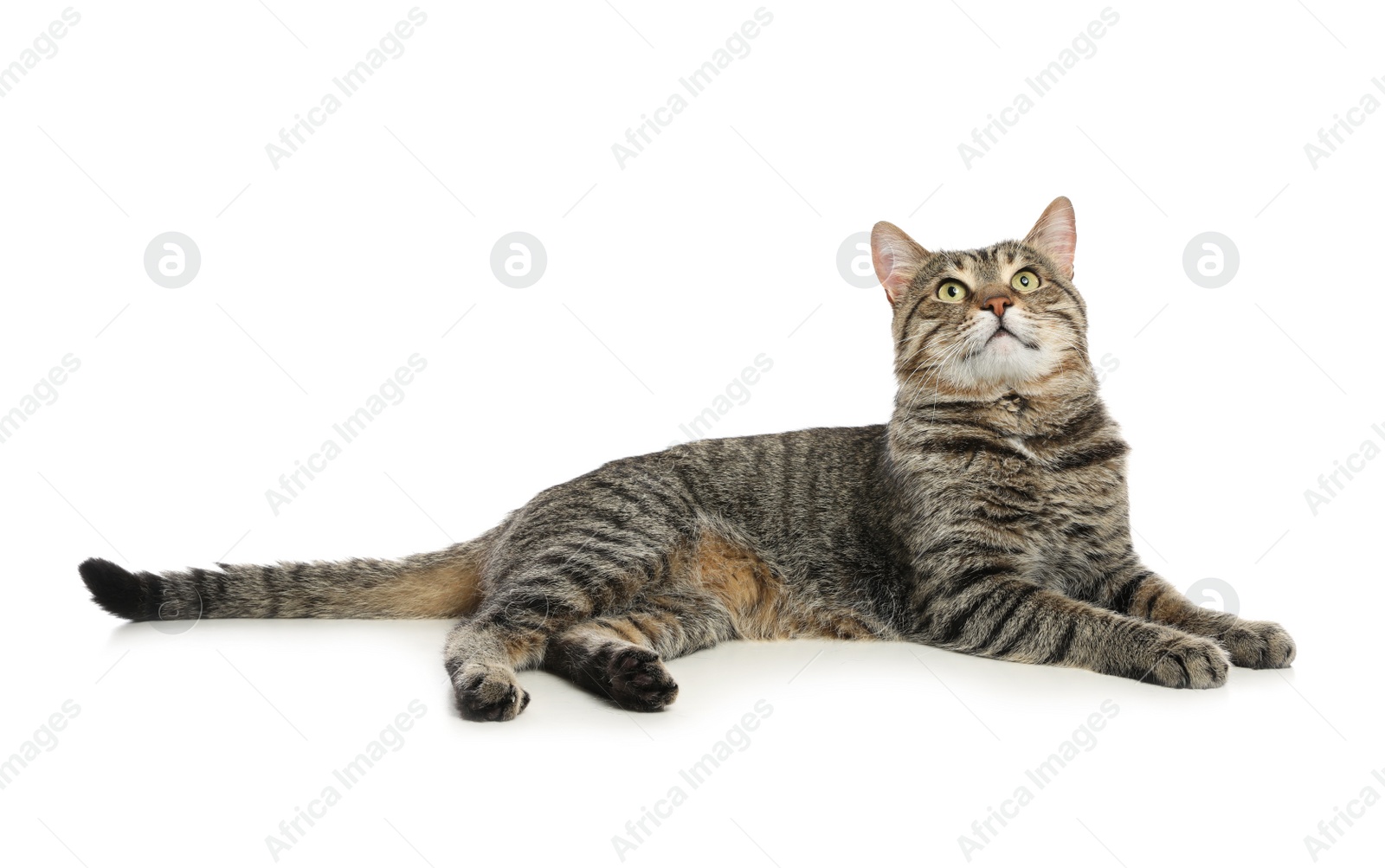 Photo of Cute tabby cat isolated on white. Friendly pet