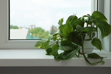 Epipremnum in pot on windowsill indoors, space for text. House plant