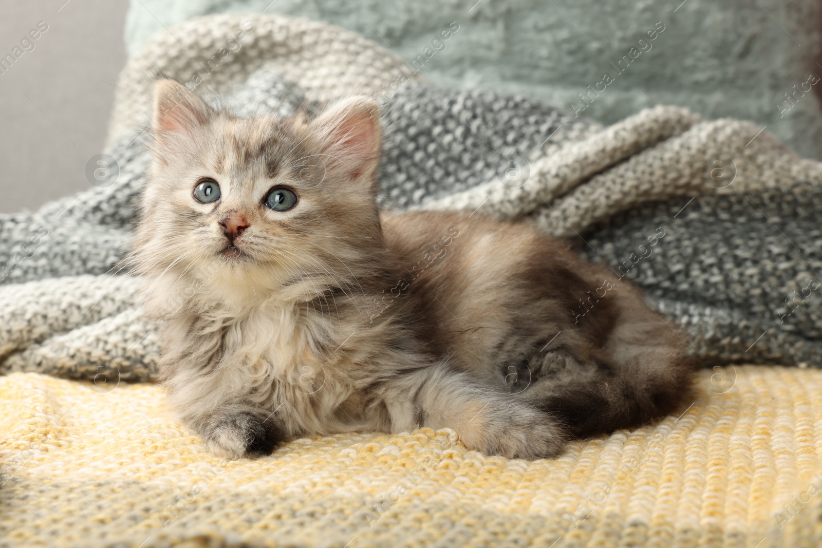 Photo of Cute kitten on knitted blanket. Baby animal