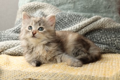 Cute kitten on knitted blanket. Baby animal