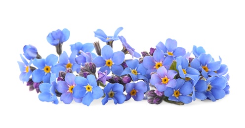 Photo of Amazing spring forget-me-not flowers on white background