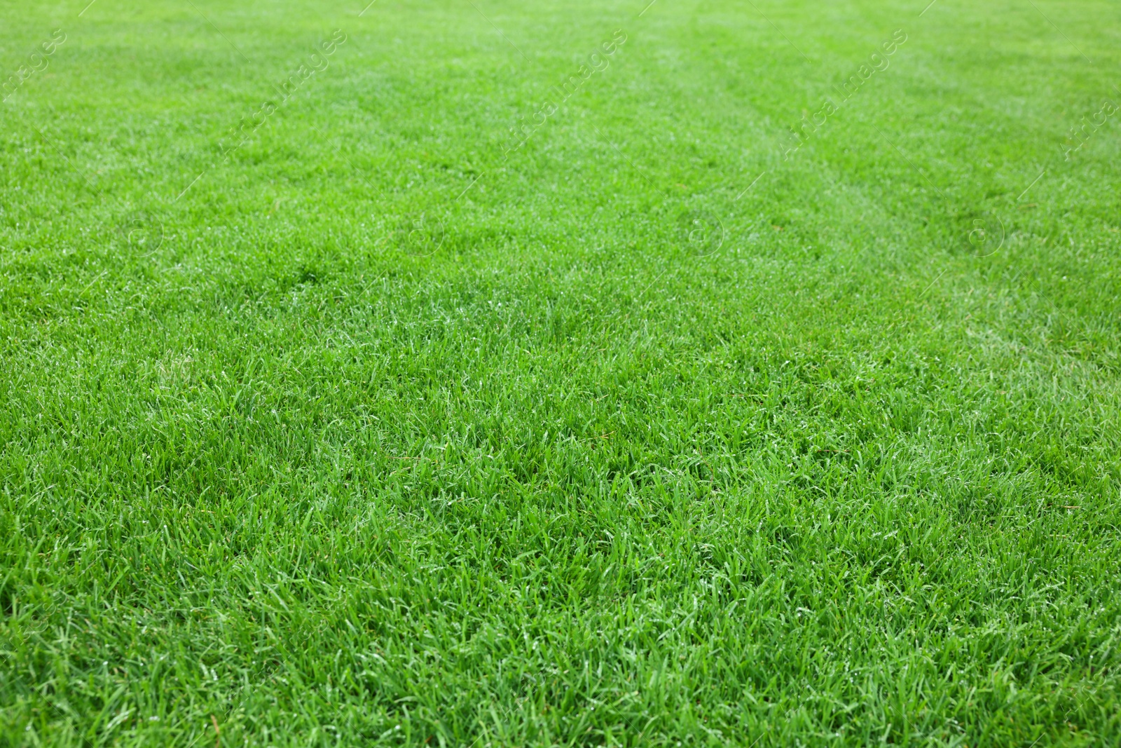 Photo of Beautiful freshly cut green lawn as background