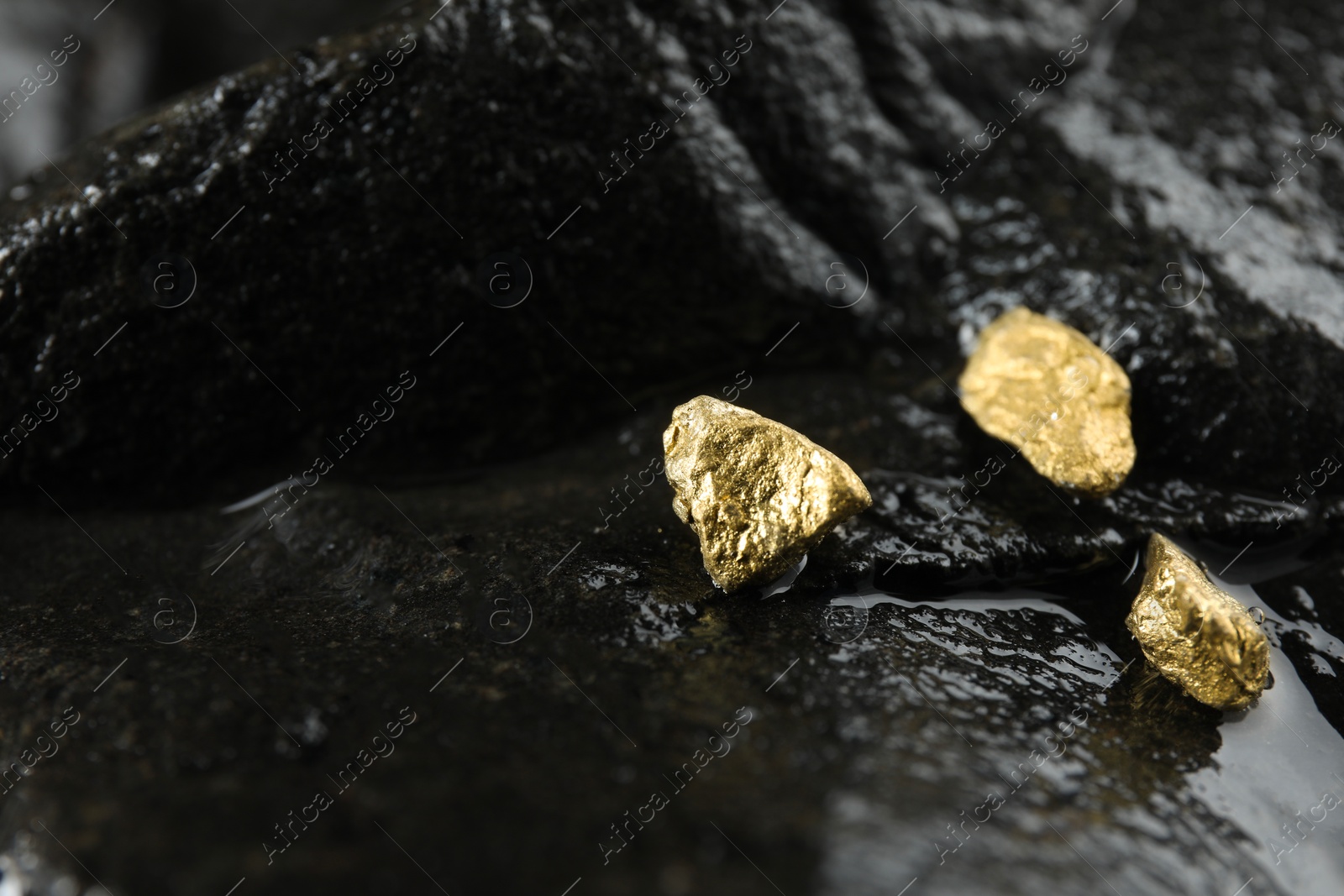 Photo of Shiny gold nuggets on wet stone, closeup. Space for text