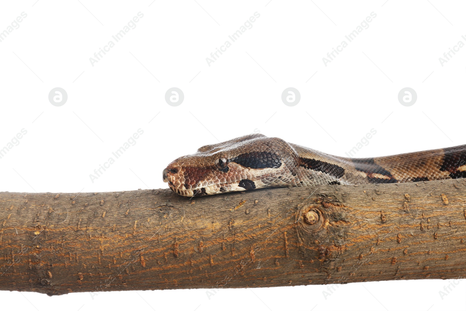 Photo of Brown boa constrictor on tree branch against white background