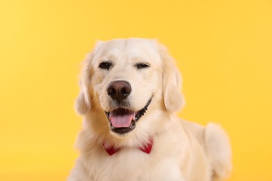 Photo of Cute Labrador Retriever with stylish bow tie on yellow background