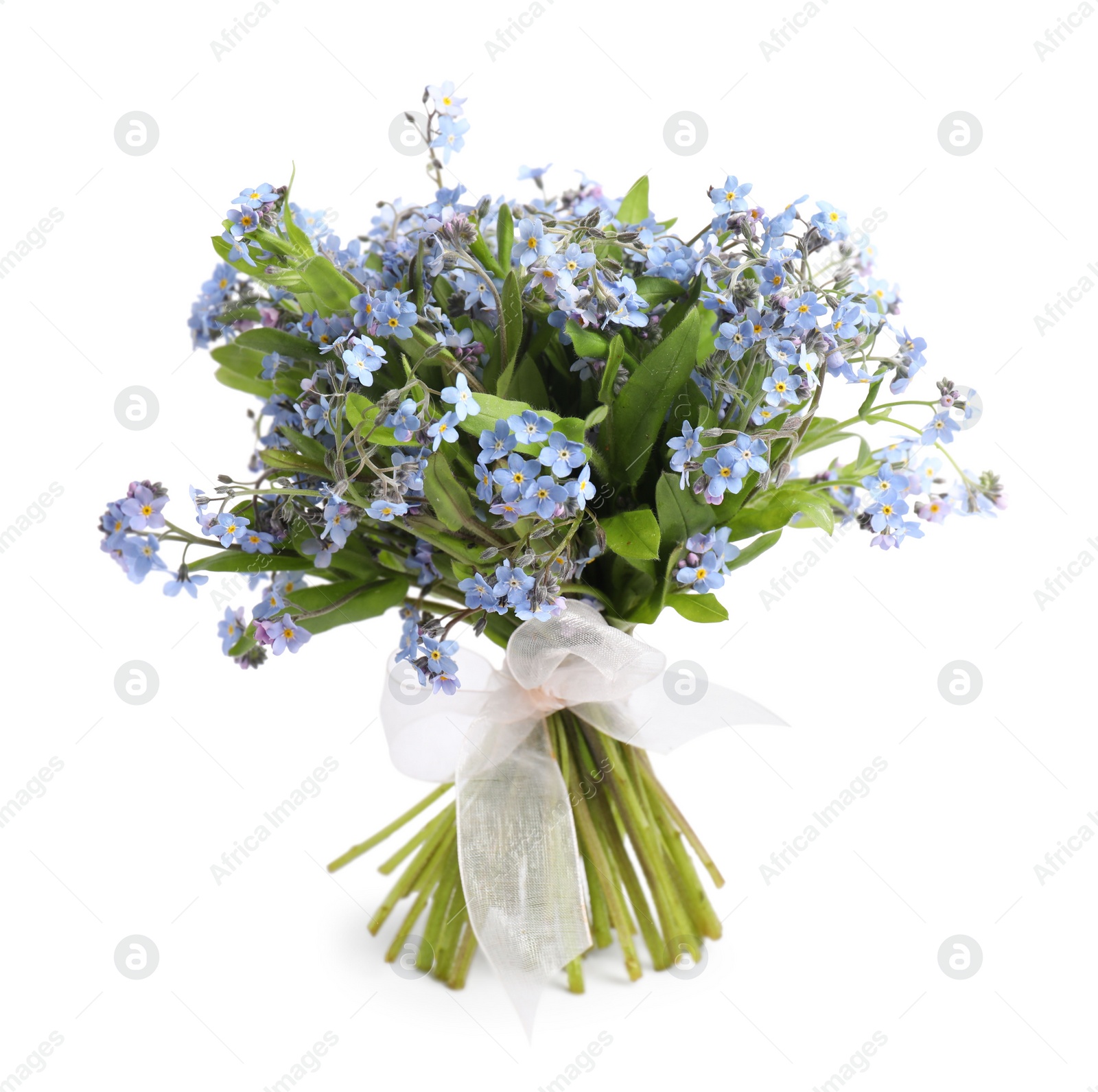 Photo of Bouquet of beautiful forget-me-not flowers on white background