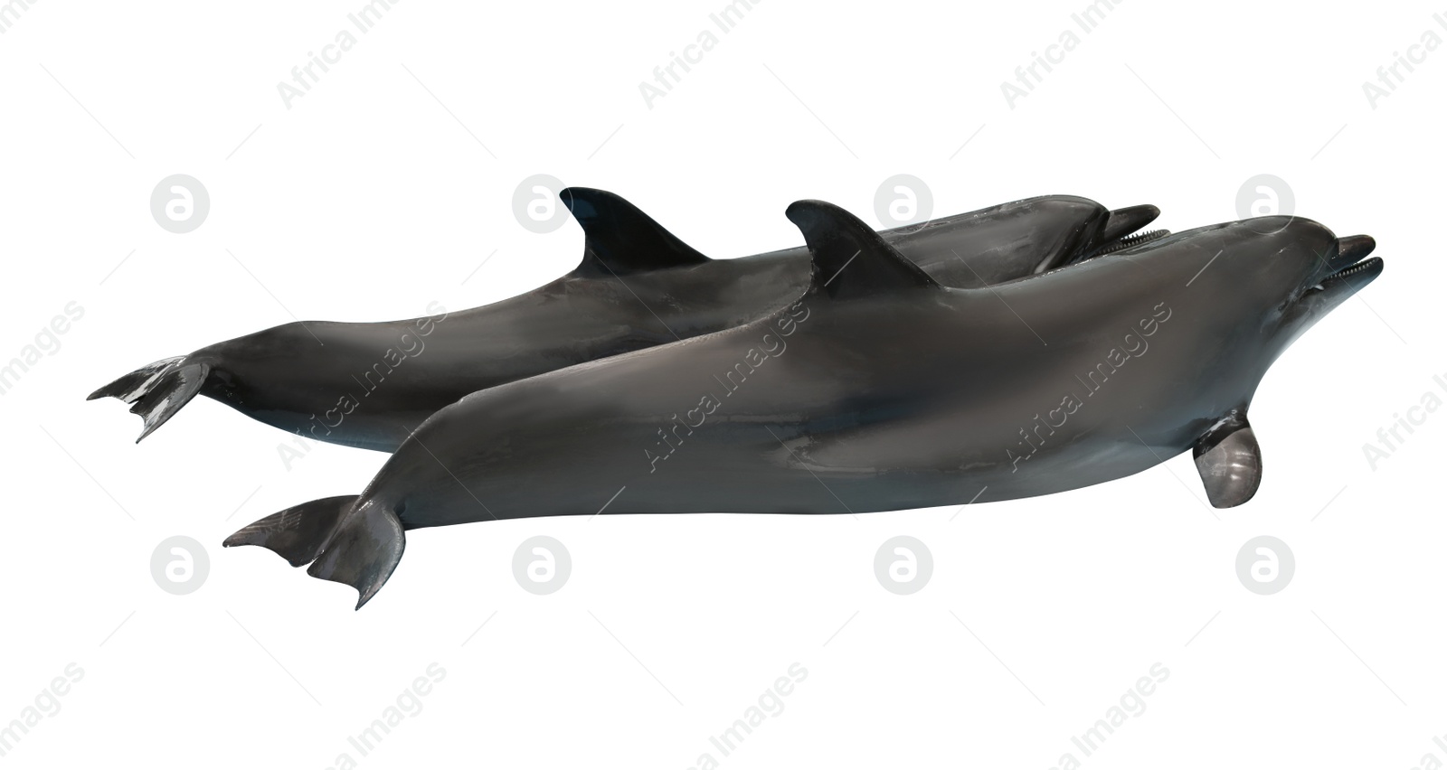 Image of   Beautiful grey bottlenose dolphins on white background