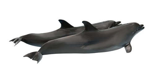 Image of   Beautiful grey bottlenose dolphins on white background