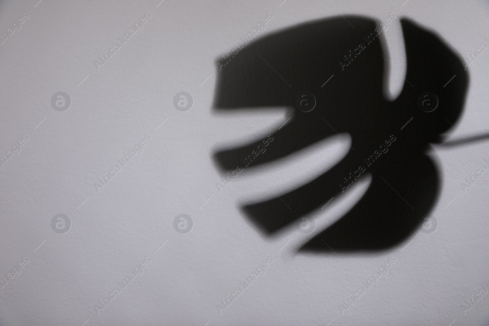 Photo of Shadow of monstera leaf on white wall. Space for text