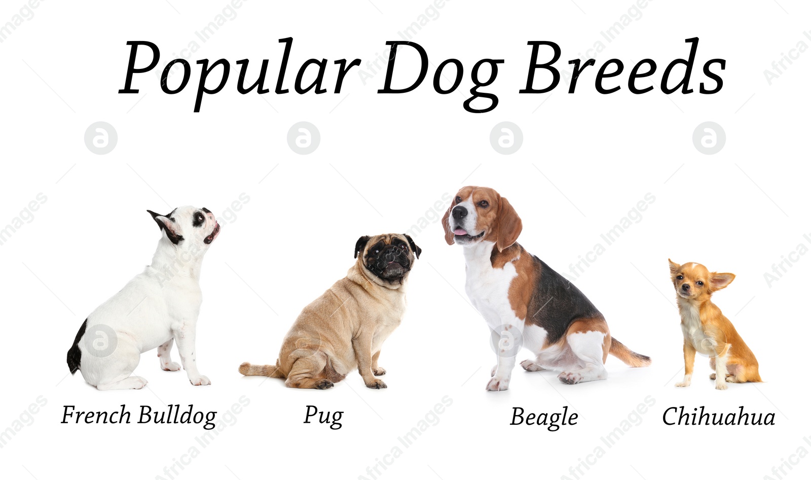 Image of Set of different adorable dogs on white background. Most popular breeds