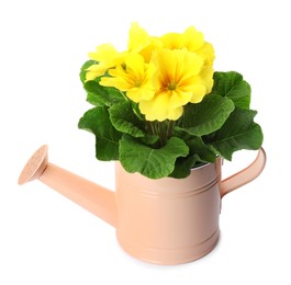 Photo of Beautiful primula (primrose) plant with yellow flowers in watering can isolated on white. Spring blossom