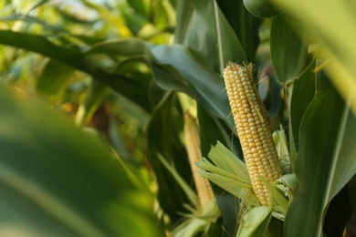 Ripe corn cobs in field on sunny day