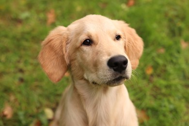 Photo of Cute Labrador Retriever puppy on green grass