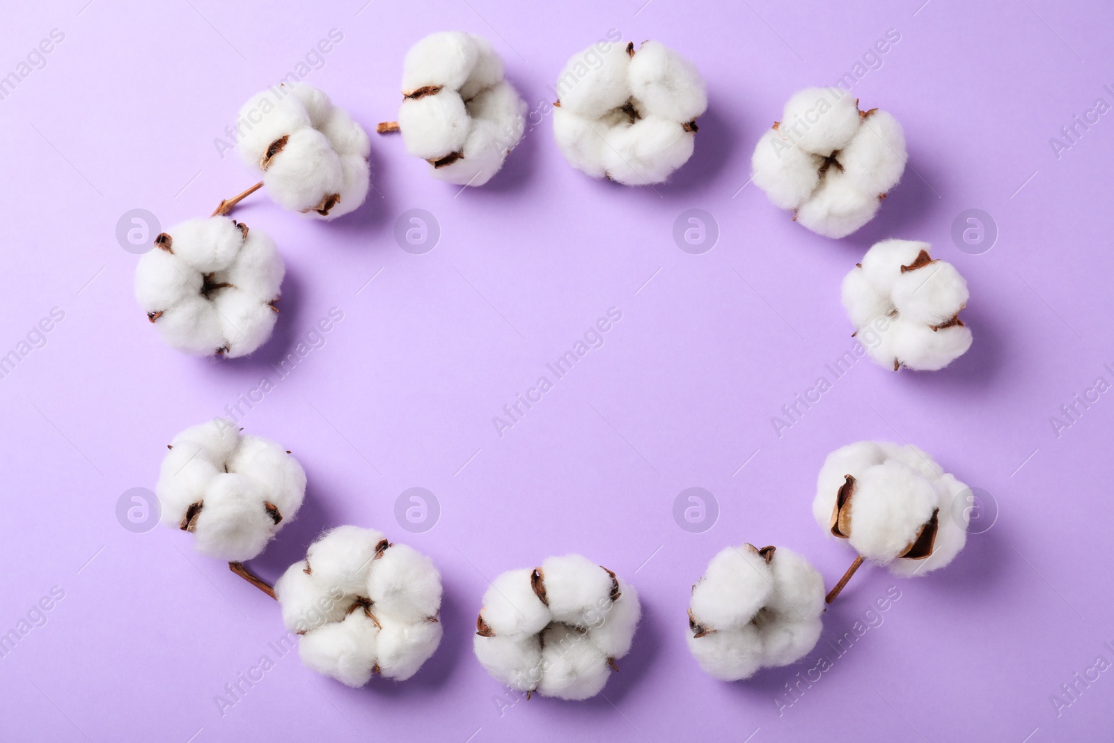 Photo of Frame made with cotton flowers on lilac background, top view. Space for text