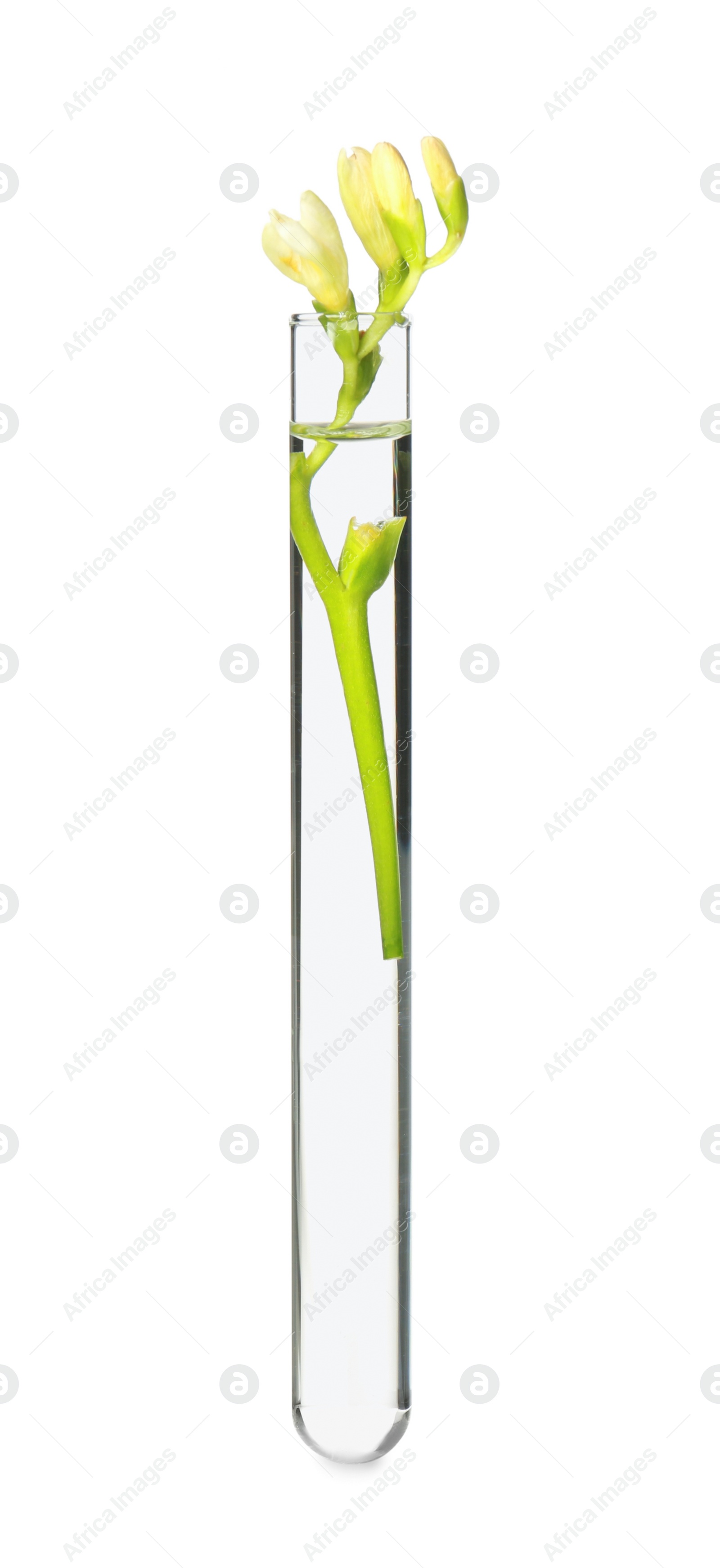 Photo of Freesia flowers in test tube on white background