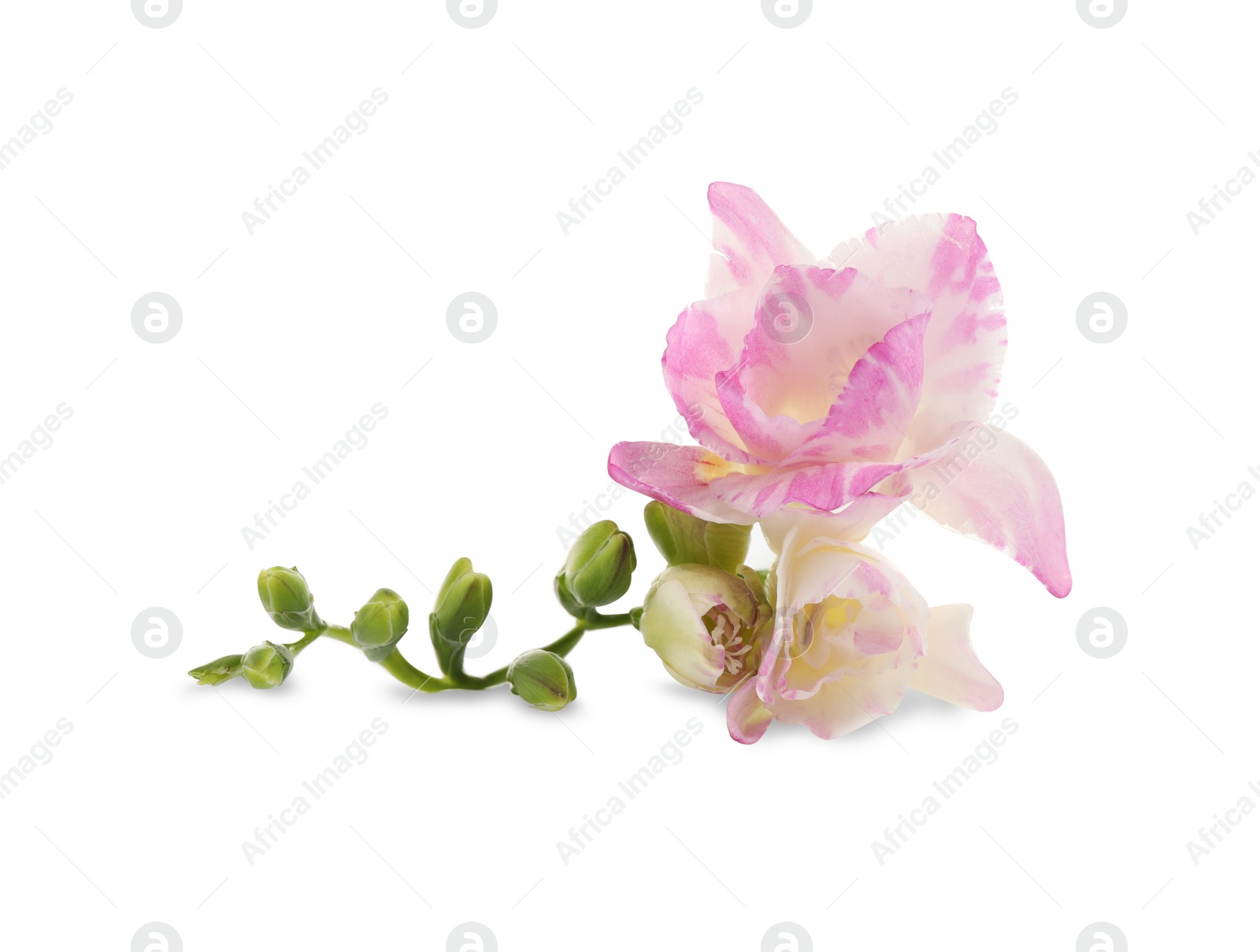 Photo of Beautiful tender freesia flower on white background