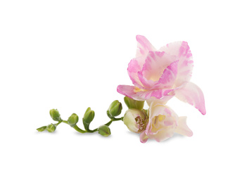 Photo of Beautiful tender freesia flower on white background