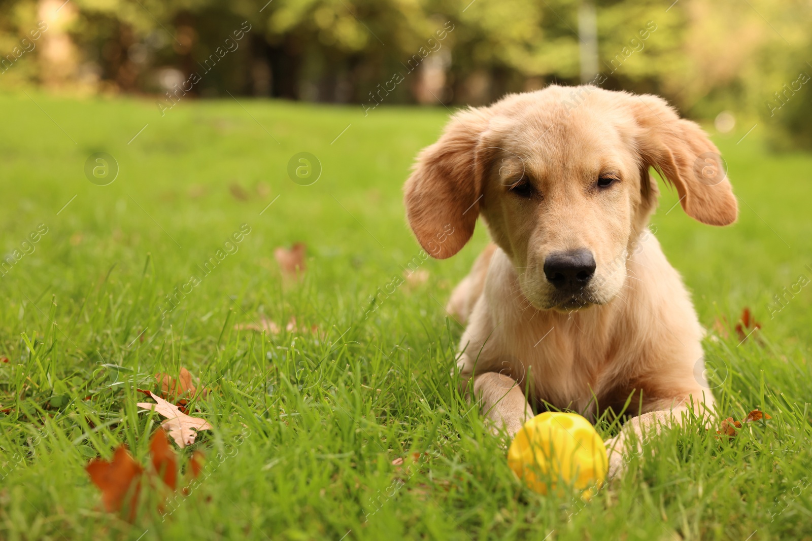 Photo of Cute Labrador Retriever puppy playing with ball on green grass in park, space for text