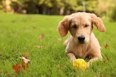 Cute Labrador Retriever puppy playing with ball on green grass in park, space for text